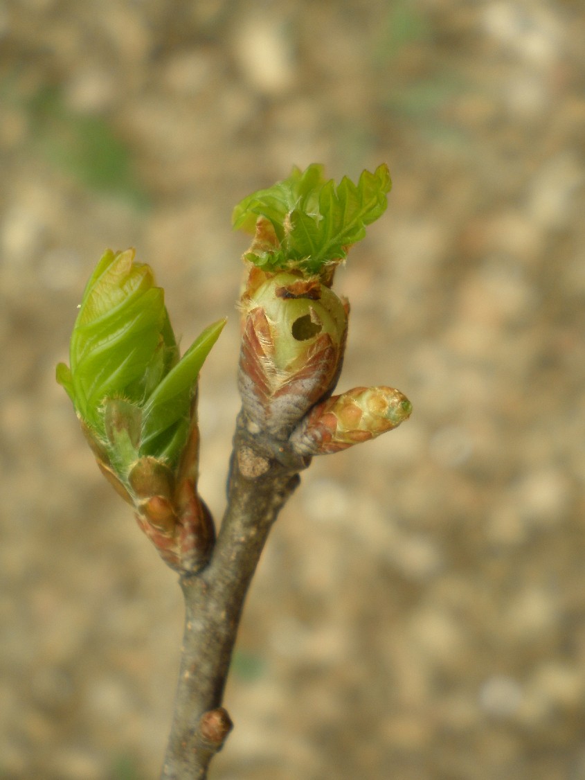 Neuroterus aprilinus , galla  di stagione